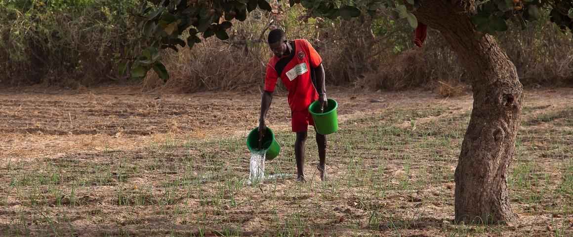 An onion farmer using a water-saving irrigation technique - Mboro, Senegal © R. Belmin, CIRAD